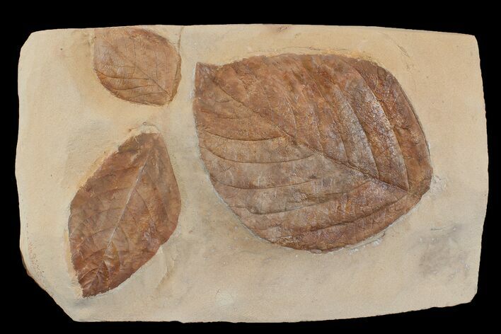 Three, Large, Red Fossil Leaves (Carya & Phyllites) - Montana #165063